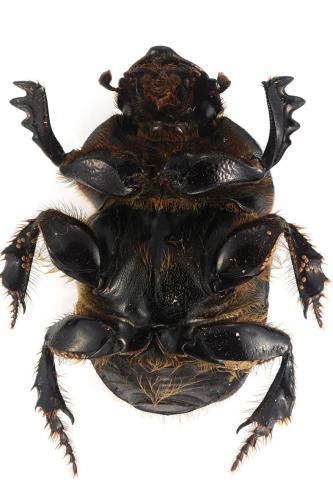 Heteronitis tridens